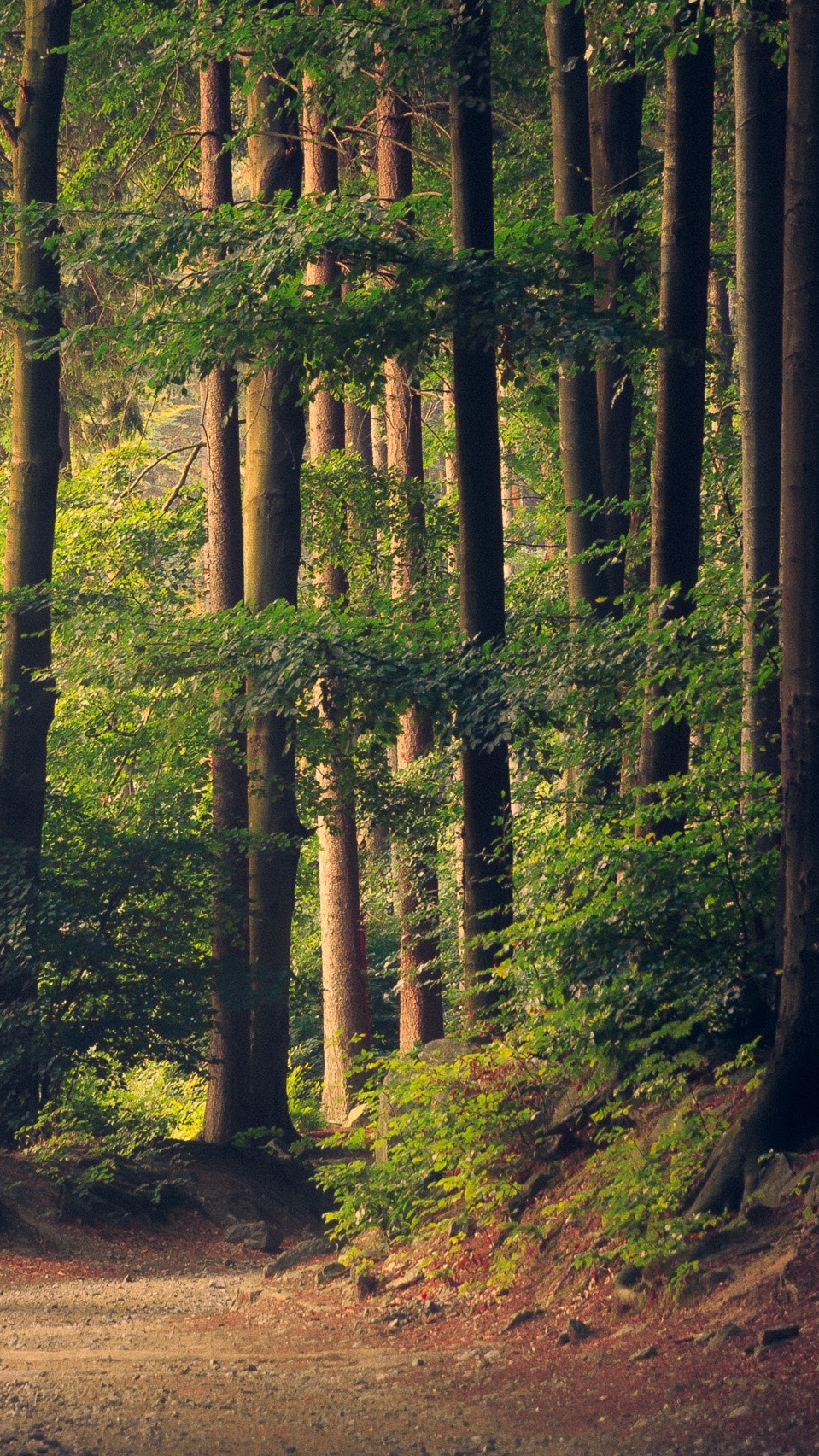 Jagdschein Ausbilder a forest with many trees